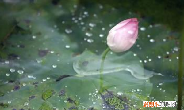 出于而不染濯清涟而不妖的意思