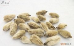 辛夷花泡水喝的功效，玉兰花结的果子可以吃