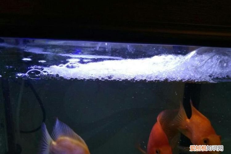 鱼缸里水发黄的原因和解决办法,鱼缸里面的水变黄了应该怎么办法