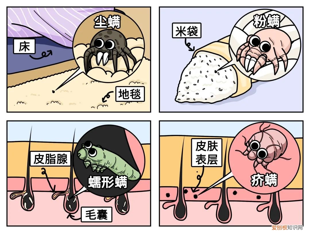 进来看!螨虫是怎么一步步爬到你床上的