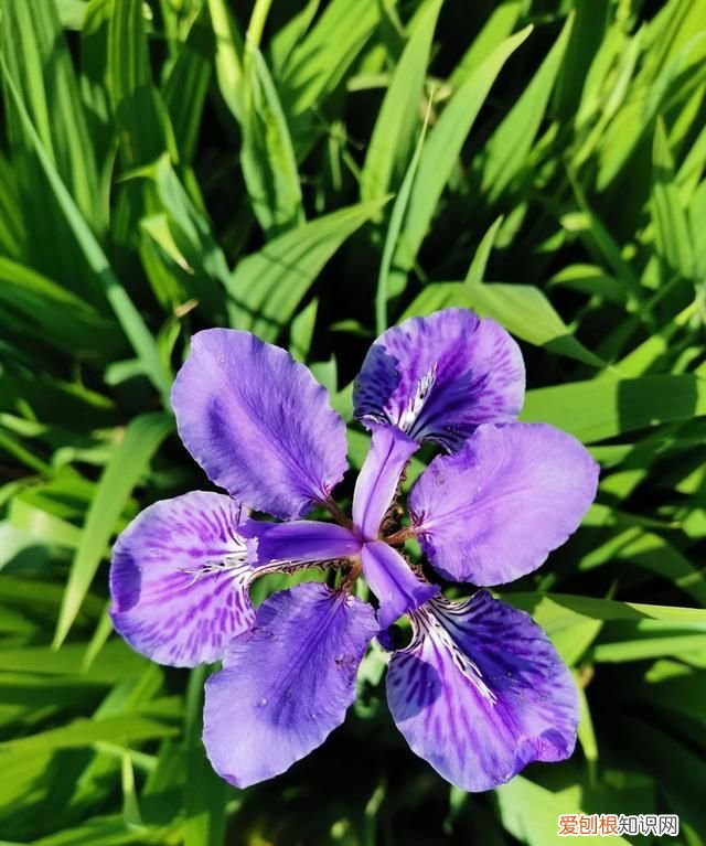 华为p30pro长焦怎么拍的清楚