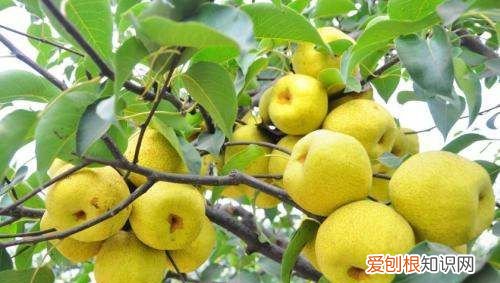 梨的含糖量高，梨含糖量高吗糖尿病能吃吗