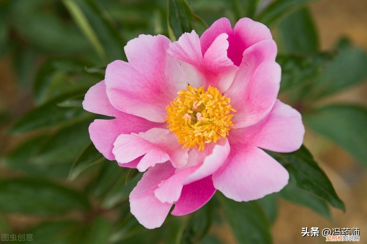 白芍的功效与作用