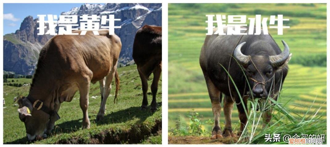 顾家沙发怎么样？