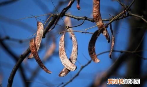 皂角刺的功效与作用,皂角树的用途有哪些