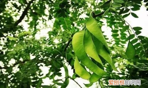 皂角刺的功效与作用,皂角树的用途有哪些