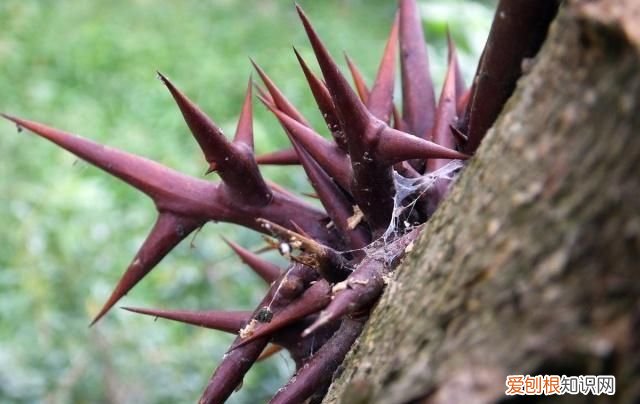 皂角刺的功效与作用,皂角树的用途有哪些