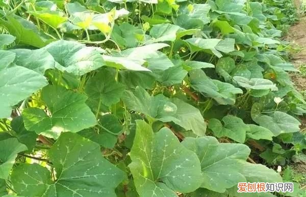 有种菜叶子很大叫什么