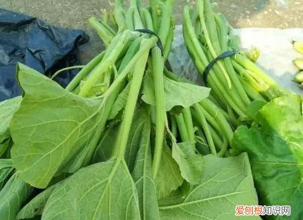 有种菜叶子很大叫什么