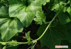 有种菜叶子很大叫什么