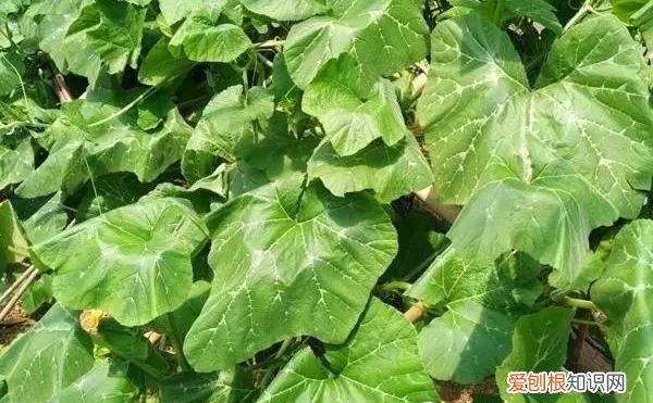 有种菜叶子很大叫什么