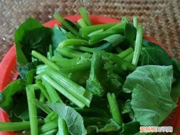 有种菜叶子很大叫什么