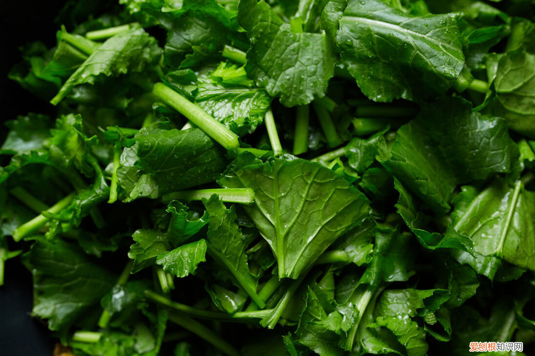 白萝卜叶子的功效与作用禁忌?