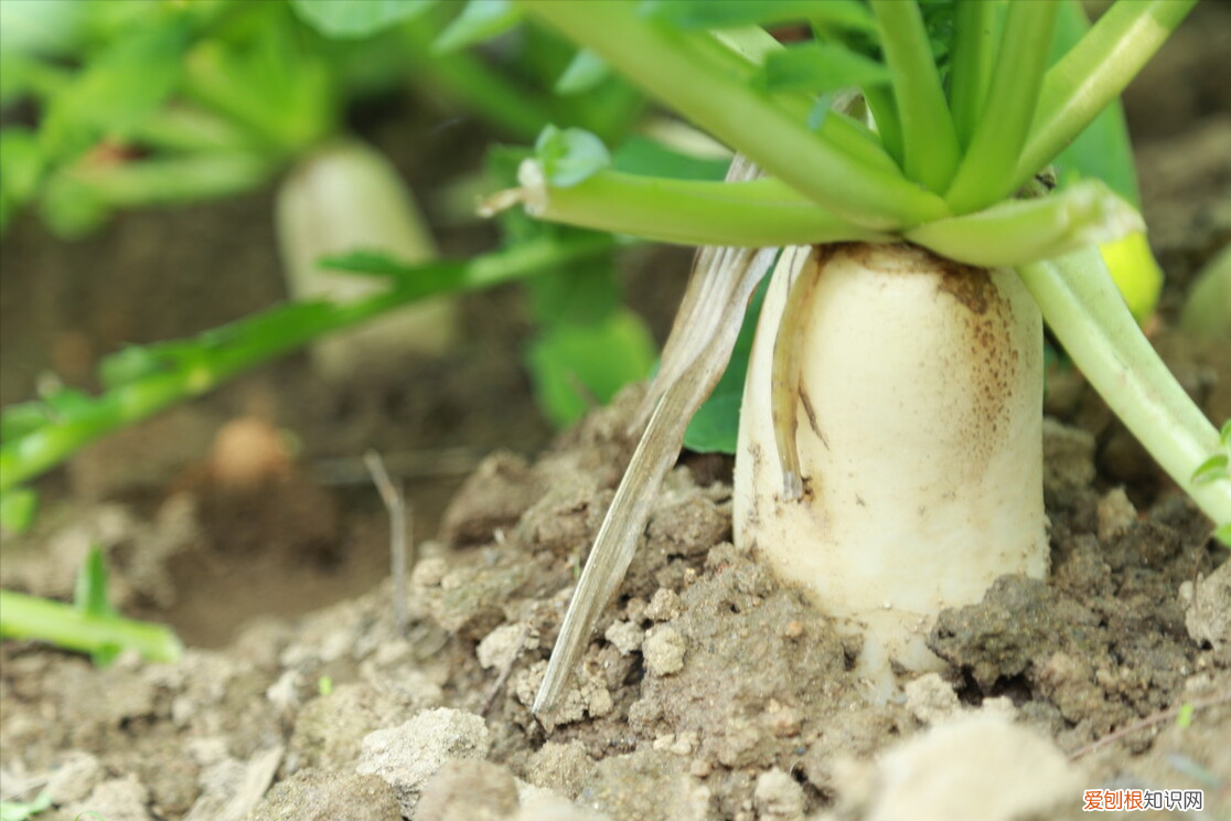 白萝卜叶子的功效与作用禁忌?