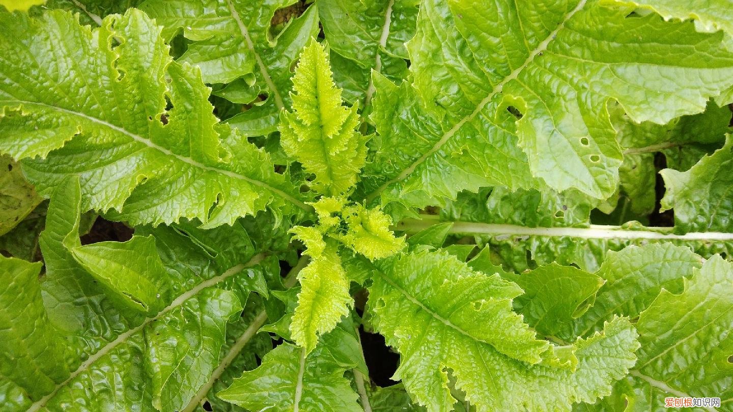 白萝卜叶子的功效与作用禁忌?