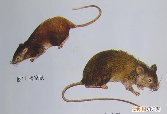 为什么老鼠越来越少见了