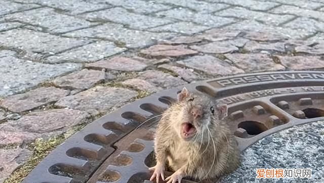 为什么老鼠越来越少见了
