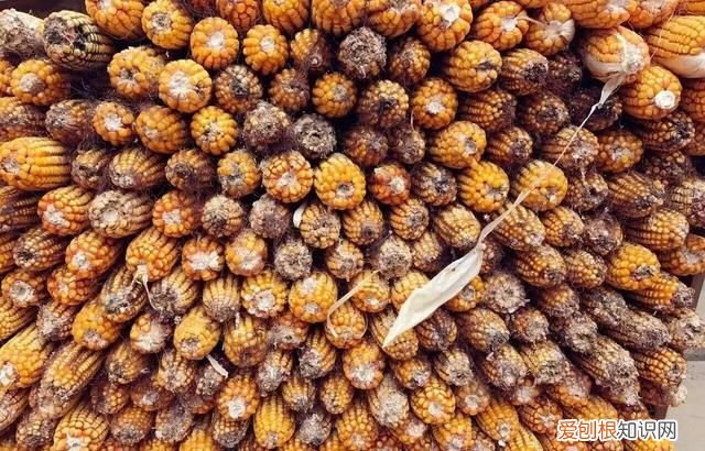 为什么老鼠越来越少见了