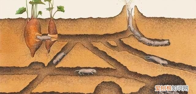 为什么老鼠越来越少见了