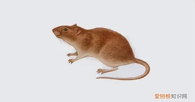 为什么老鼠越来越少见了