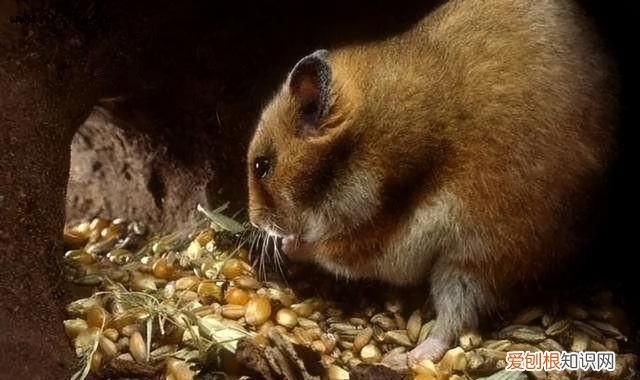 为什么老鼠越来越少见了