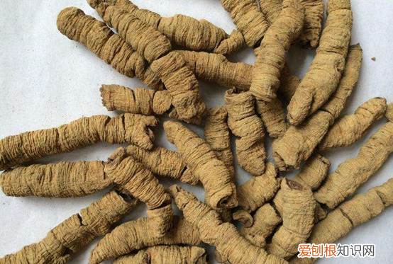 巴戟天的功效与作用