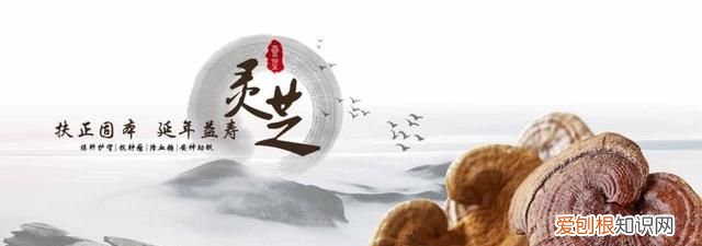 灵芝孢子粉的功效真的能治百病吗