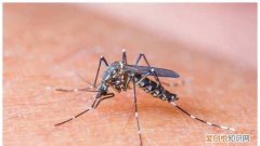 让蚊子断子绝孙的方法