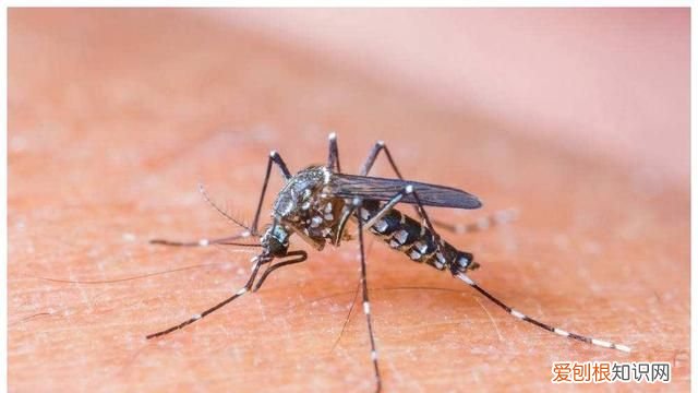 让蚊子断子绝孙的方法