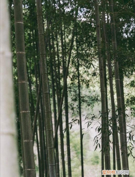 家中竹子开花破解为什么开花,为什么竹子会开花是有什么兆头吗