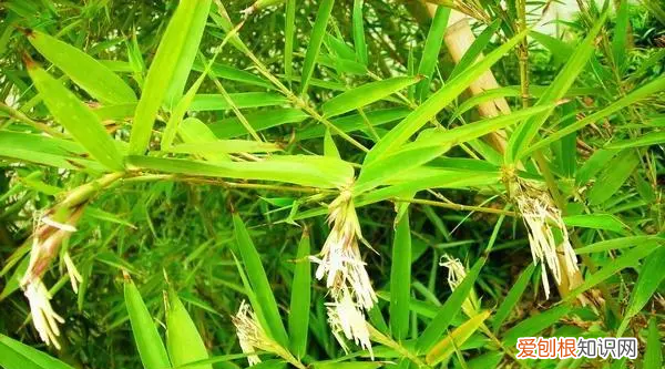 家中竹子开花破解为什么开花,为什么竹子会开花是有什么兆头吗
