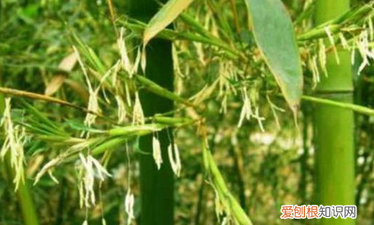 家中竹子开花破解为什么开花，为什么竹子会开花是有什么兆头吗