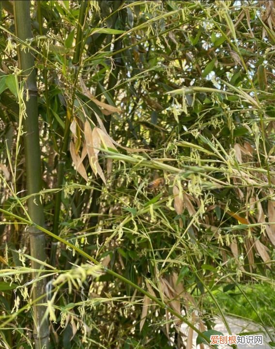 家中竹子开花破解为什么开花,为什么竹子会开花是有什么兆头吗