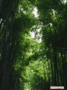 家中竹子开花破解为什么开花，为什么竹子会开花是有什么兆头吗