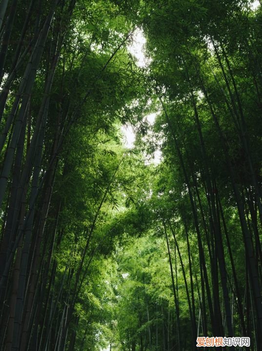 家中竹子开花破解为什么开花,为什么竹子会开花是有什么兆头吗