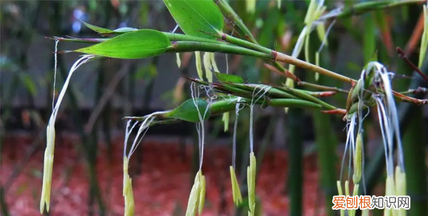 家中竹子开花破解为什么开花，为什么竹子会开花是有什么兆头吗