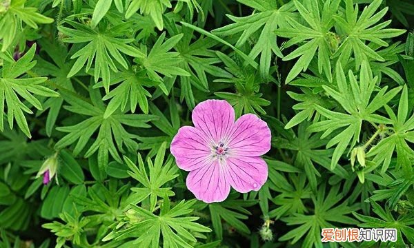 驱蚊草有哪些植物,夏天驱蚊的植物有哪些