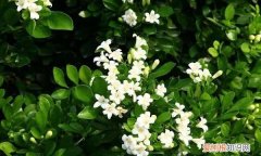 驱蚊草有哪些植物，夏天驱蚊的植物有哪些