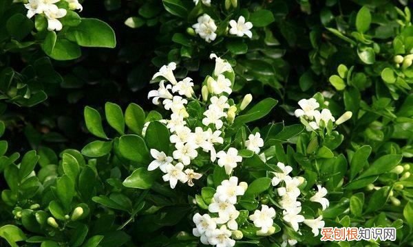 驱蚊草有哪些植物,夏天驱蚊的植物有哪些