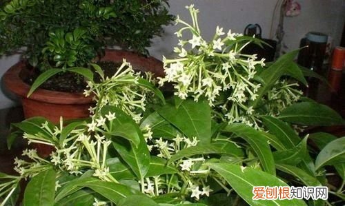 驱蚊草有哪些植物,夏天驱蚊的植物有哪些