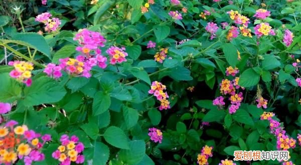 驱蚊草有哪些植物,夏天驱蚊的植物有哪些