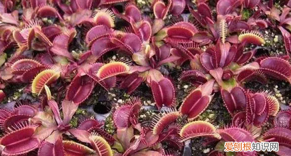 驱蚊草有哪些植物,夏天驱蚊的植物有哪些