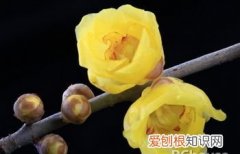 梅花种子作用，腊梅花的功效与作用