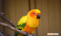 幽禽指的是什么东西，古代幽禽指的是什么鸟