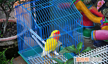 幽禽指的是什么东西，古代幽禽指的是什么鸟