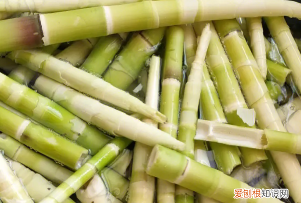 鲜竹笋怎么保存，简单实用新鲜竹笋保存方法