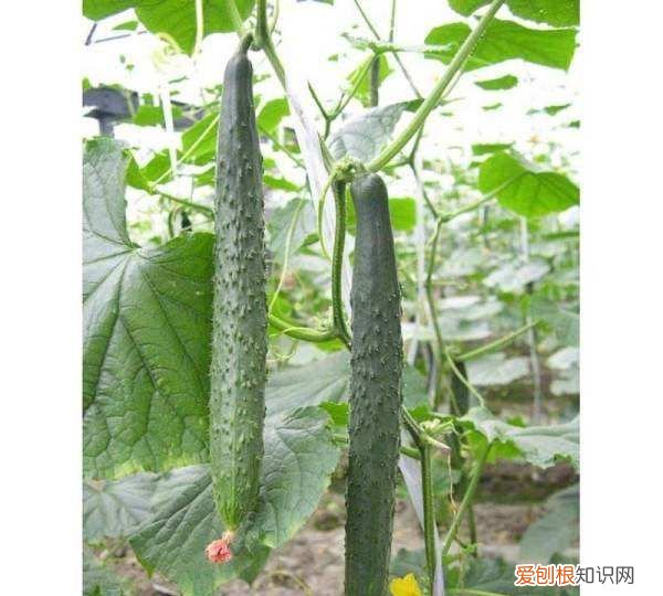 黄瓜的生长温度为多少,气温多少度可以种黄瓜