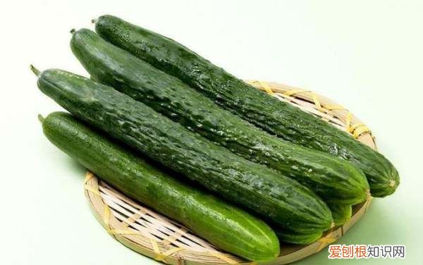 黄瓜的生长温度为多少,气温多少度可以种黄瓜