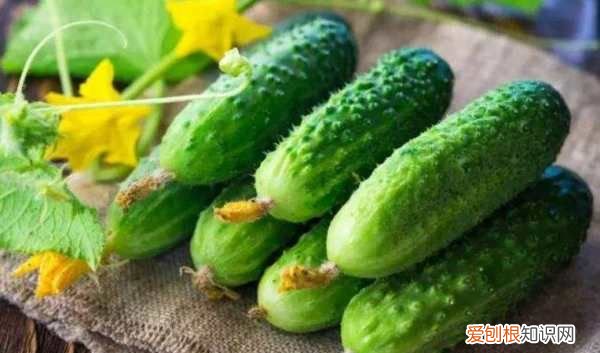 黄瓜的生长温度为多少,气温多少度可以种黄瓜