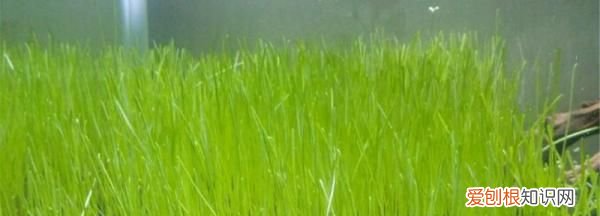 牛毛草需要二氧化碳,牛毛水草种子种植方法